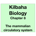 Biology Chapter 8 - The Mammalian Circulatory System